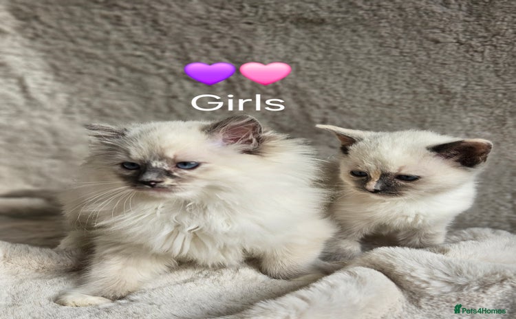 Ragdoll cats - Advert 4