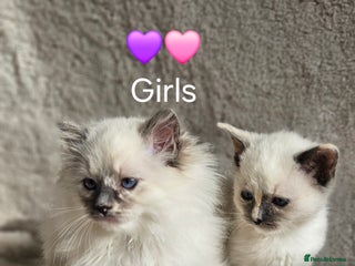 Ragdoll cats - Advert 14