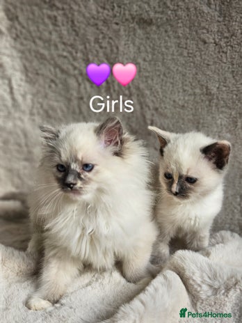 Ragdoll cats - Advert 4