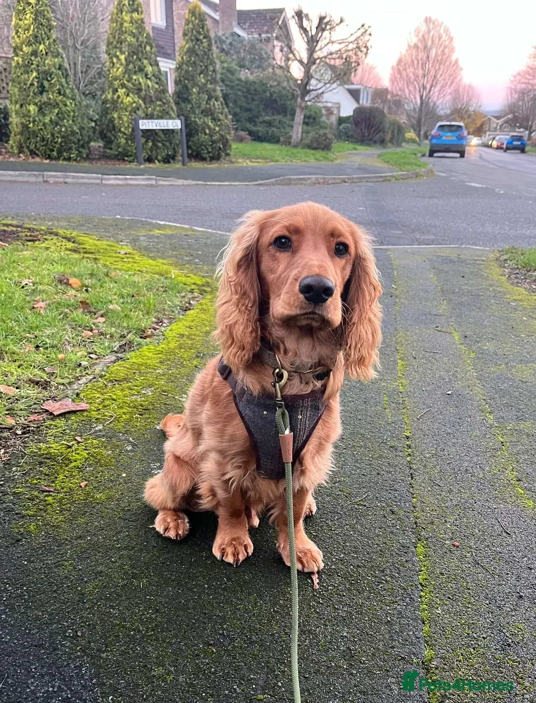 Cocker Spaniel dogs for sale: Mixed working / show cocker spaniel - Advert 5