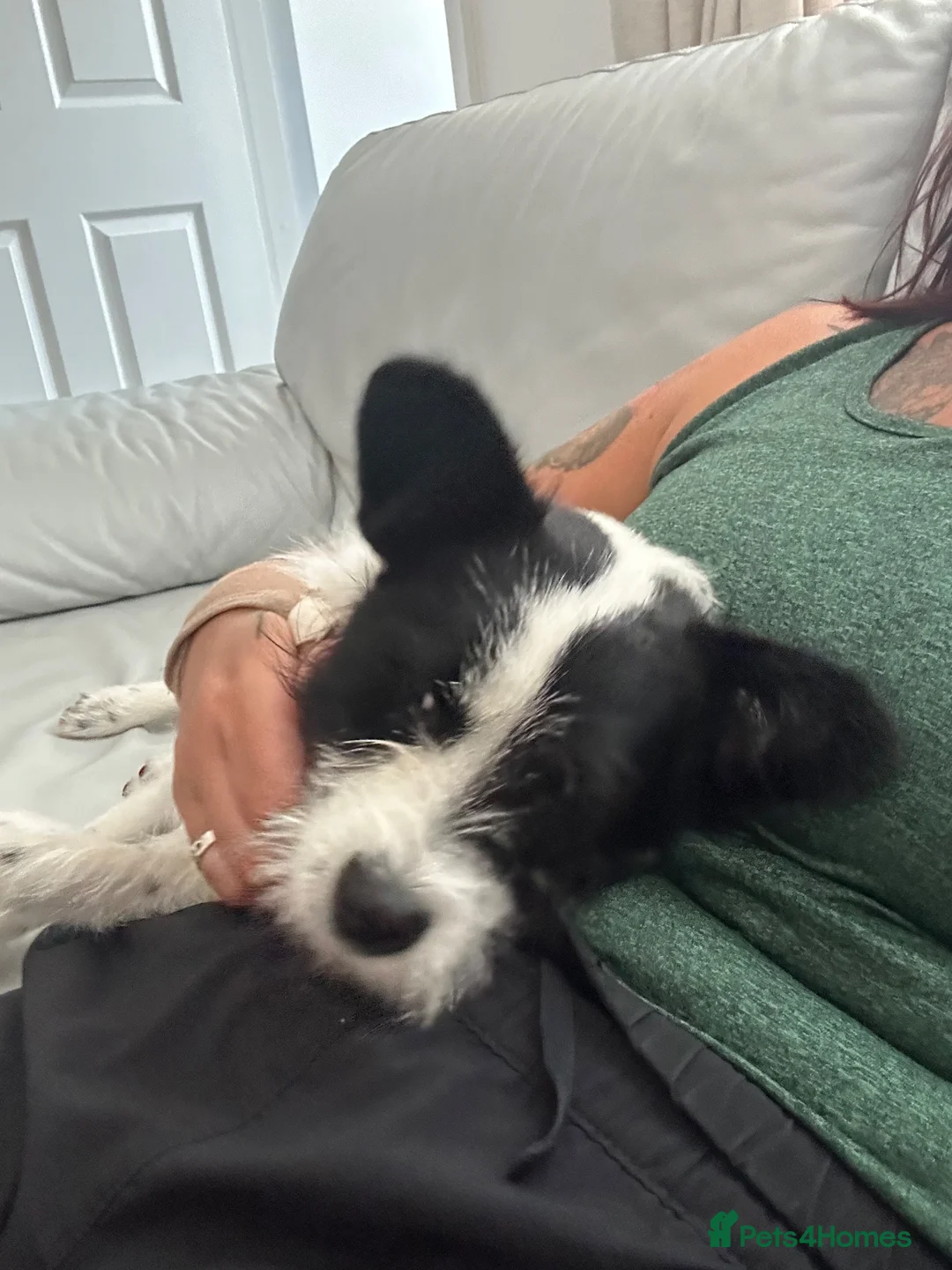 Mixed Breed dogs for sale: Loving Friendly 8 month old puppy - Advert 2