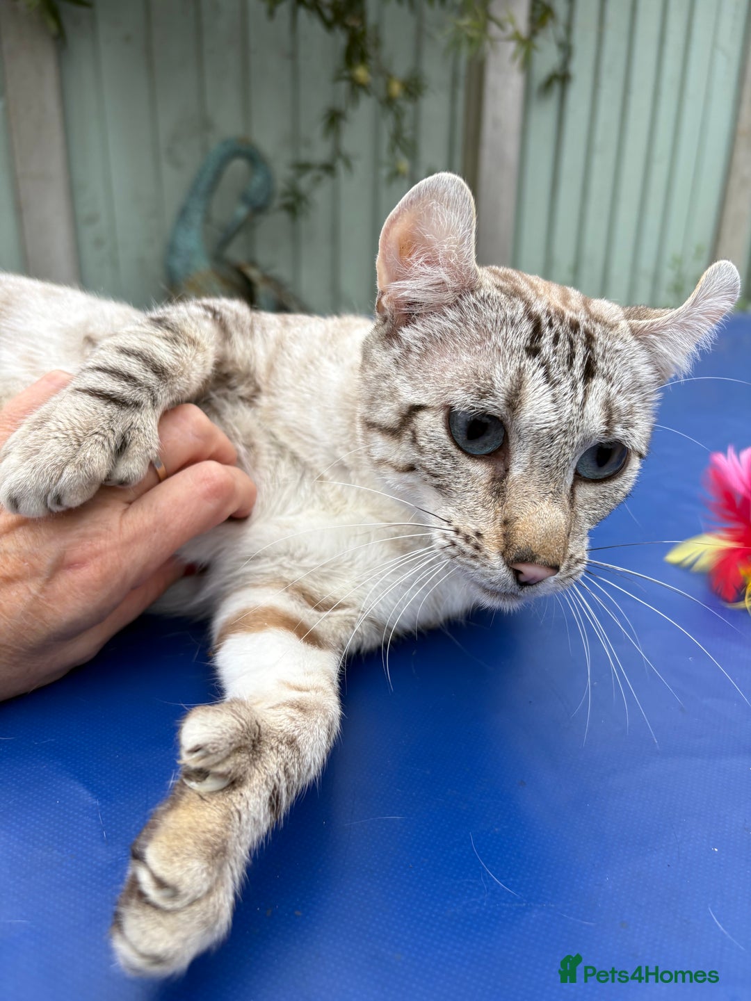 Keetso cats for sale: Superb polydactyl curled eared Keetso girl  - Image 19