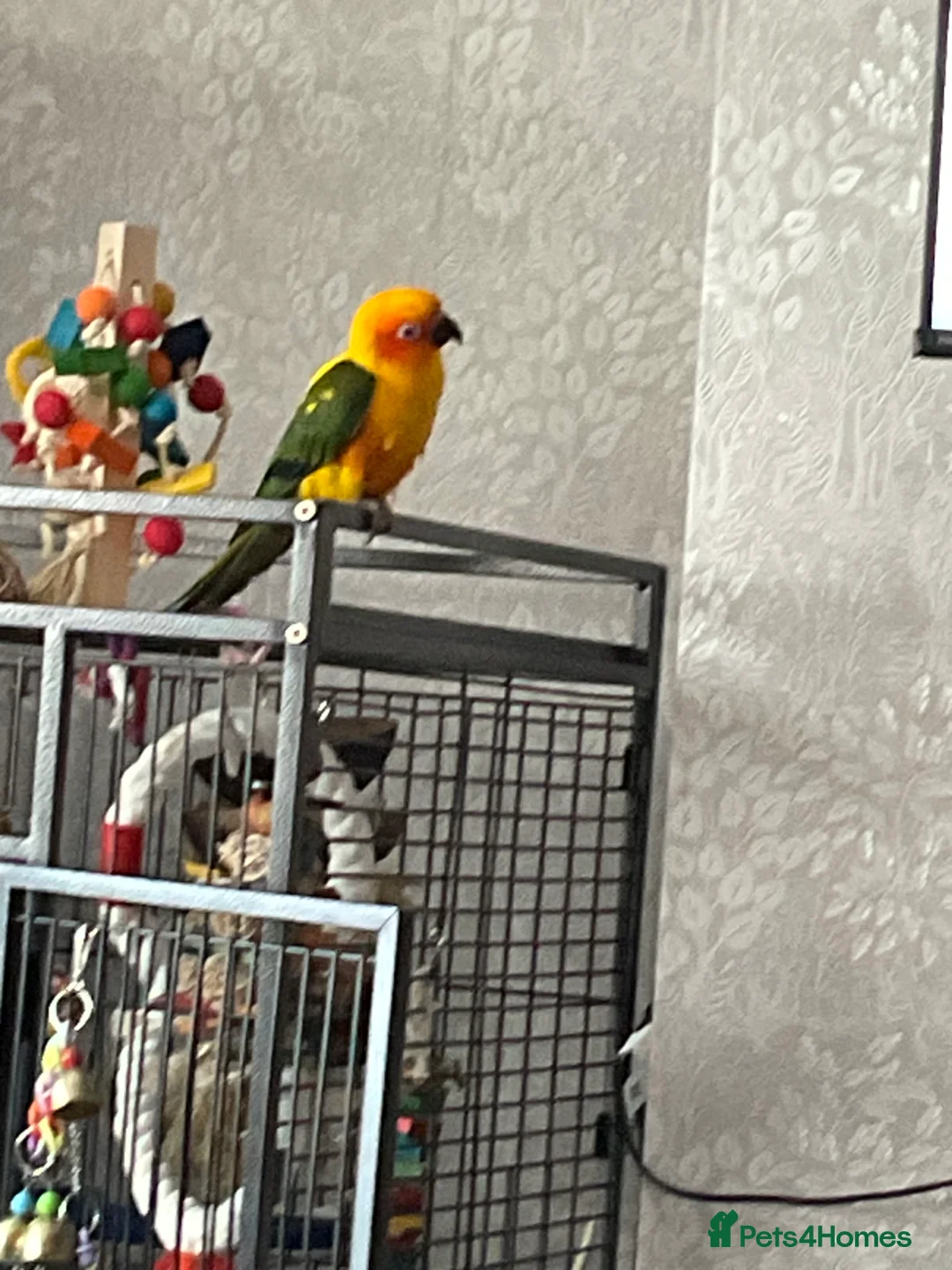 Conures birds for sale: Sun Conure - Advert 1