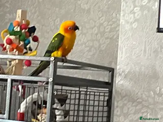 Conures birds Sun Conure - Advert 1