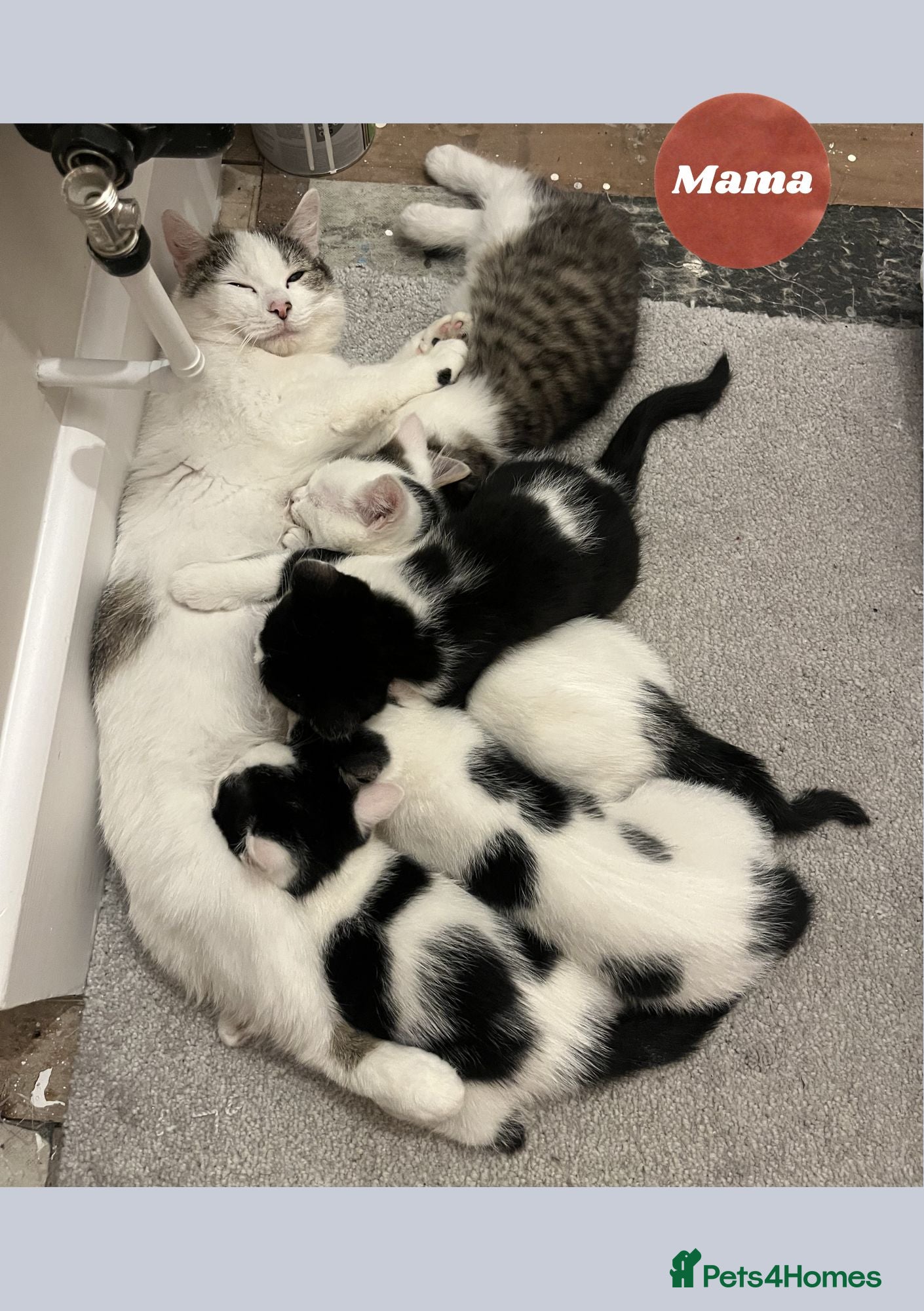 Domestic Shorthair cats Very Playful, Friendly & Mischievous Kittens! - Advert 1
