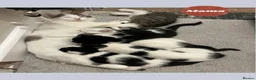 Domestic Shorthair cats for sale: Very Playful, Friendly & Mischievous Kittens! in Bradford - Advert 1