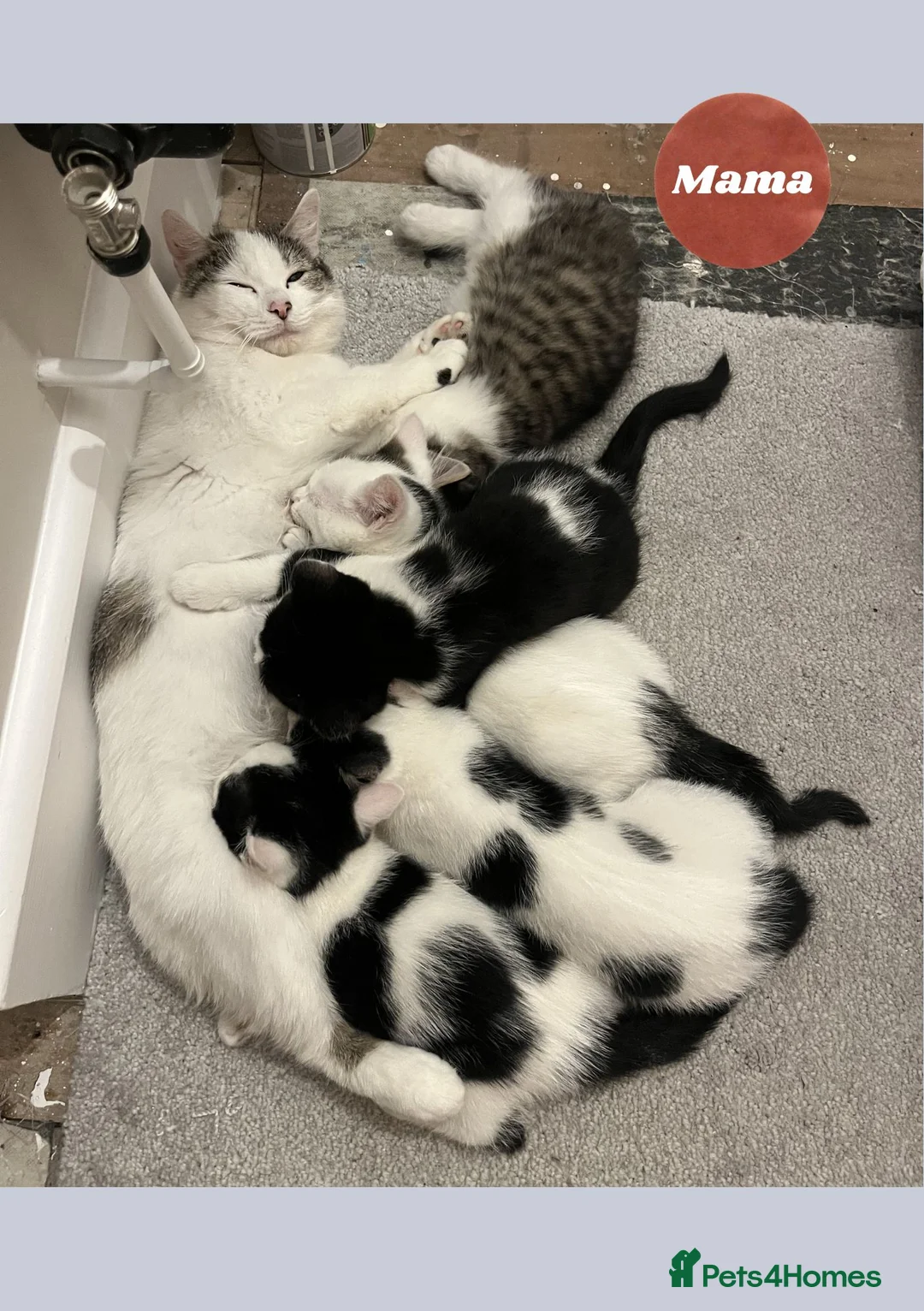 Domestic Shorthair cats for sale: Very Playful, Friendly & Mischievous Kittens! in Bradford - Advert 1