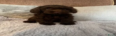 Cockapoo 4