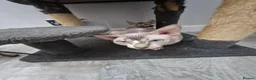 Sphynx cats for sale: Beautifull Tica sphynx kittens - Advert 19