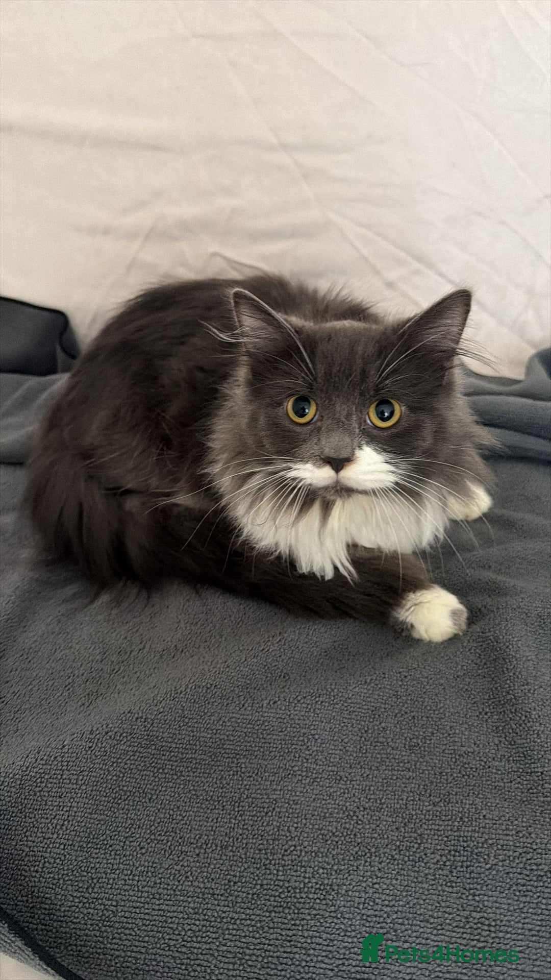 British Longhair cats for sale: 2 Male Kittens - Advert 11