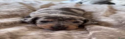 Miniature Dachshund dogs for sale: KC Registered miniature dachshund puppies  - Advert 25