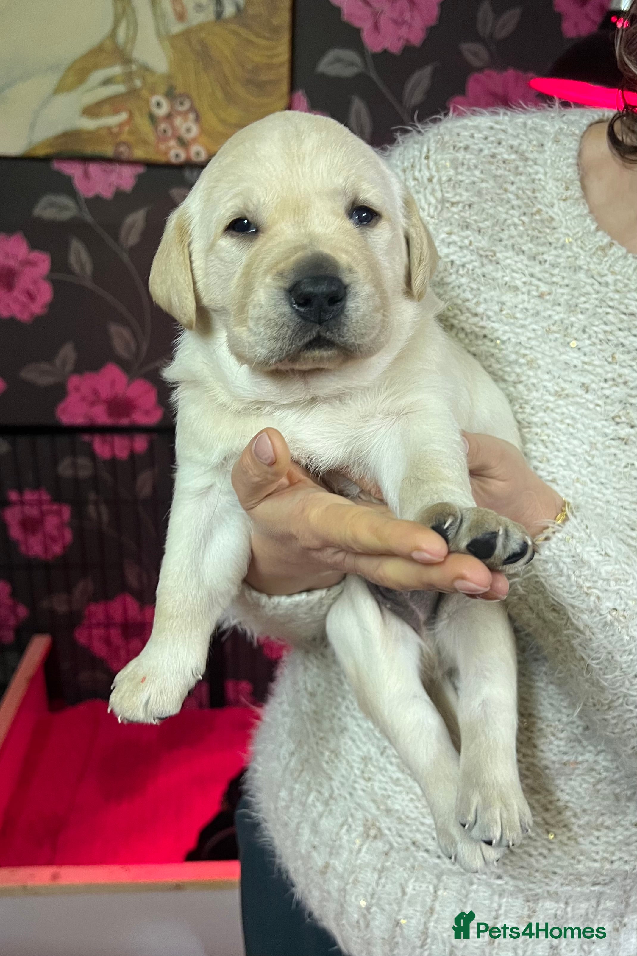 Labrador Retriever dogs KC Registered Royal Bloodline Puppies - Advert 17