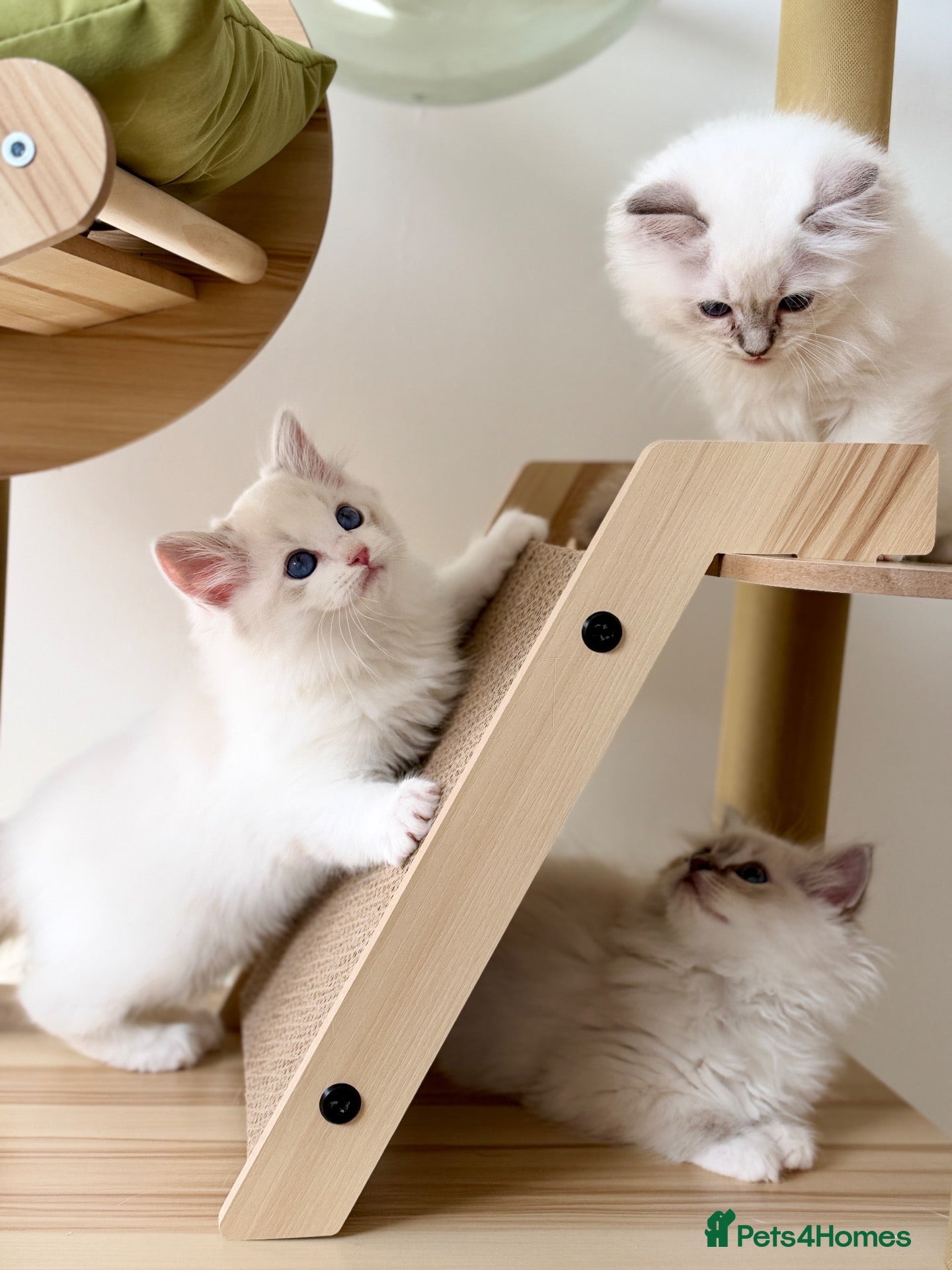 Ragdoll cats Outstanding Ragdoll Kittens✨Exceptional Quality - Advert 2