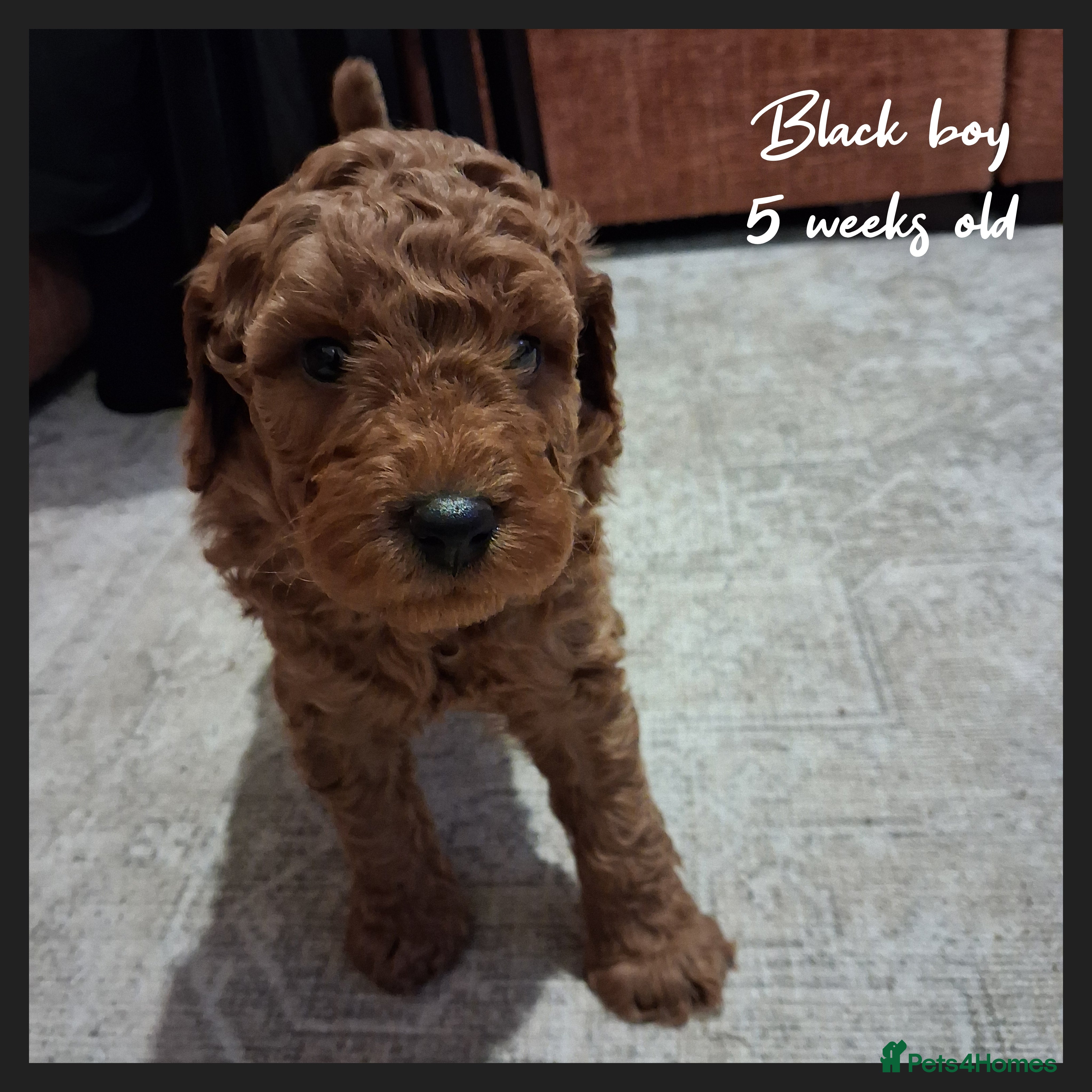 Labradoodle dogs Miniature F1b Labradoodles - Advert 17