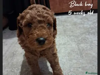 Labradoodle dogs Miniature F1b Labradoodles - Advert 17