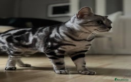 British Shorthair cats for sale: British short hair  black silver tabby girl - Image 5