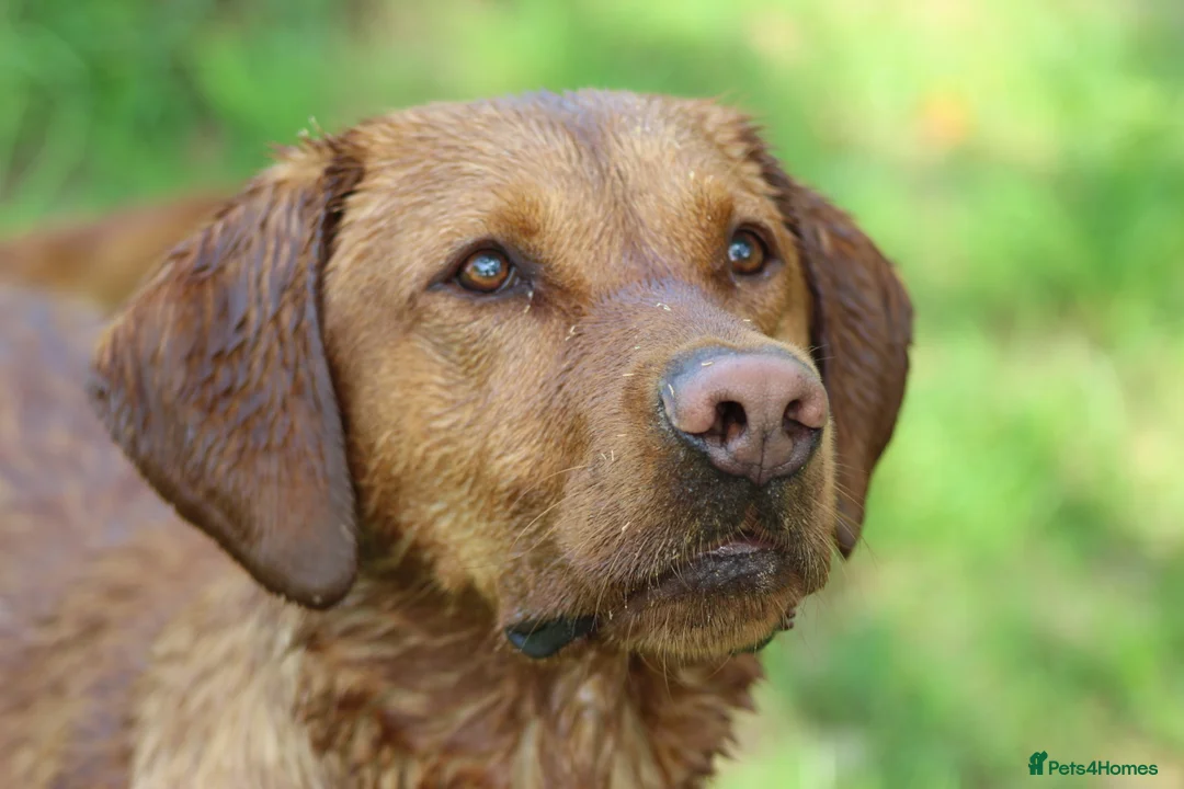 Labrador Retriever dogs for stud: Extensively Health Tested Fox Red Labrador Stud in Totnes - Advert 6