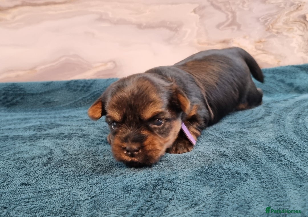 Yorkshire Terrier dogs for sale: 4 Lovely puppies  - Advert 19