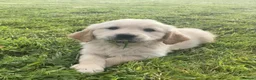 Golden Retriever dogs for sale: Stunning Goldie's looking for there forever homes - Advert 3