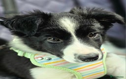 Border Collie dogs for sale: Beautiful Loving Female Border Collie - Image 1