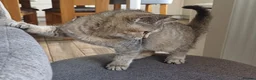 Scottish Fold cats for sale: Pretty Scottish Straight kittens  - Advert 13