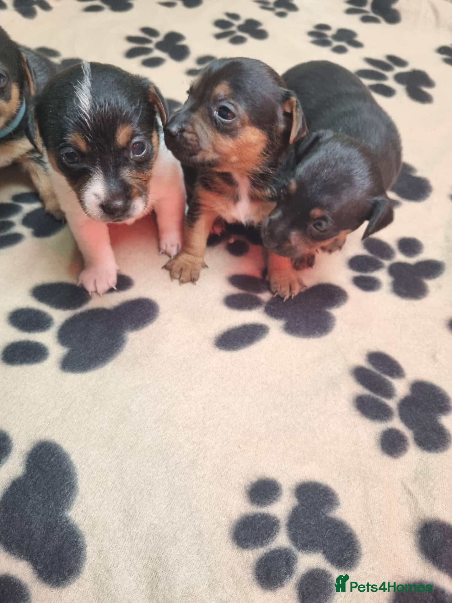 Jack Russell dogs Jack Russell litter - Advert 7