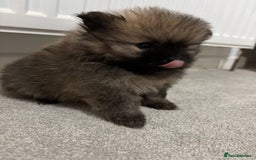 Pomeranian dogs for sale: Small Pomeranian puppies  - Advert 5