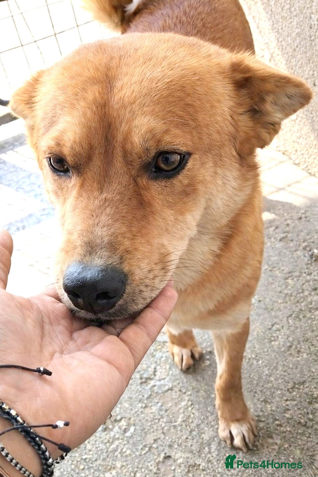 Mixed Breed dogs for adoption: Yumi – a soft heart waiting for love ❤️🐾 - Advert 3