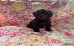 Cockapoo dogs for sale: F1 PRA Clear cockapoo puppys in Sandbach - Image 1