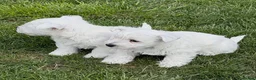 West Highland Terrier dogs for sale: Cute & Bouncy Westie Babes  - Advert 20