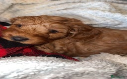 Cockapoo dogs for sale: 6 cockapoo F1 puppies seeking their forever homes - Advert 17