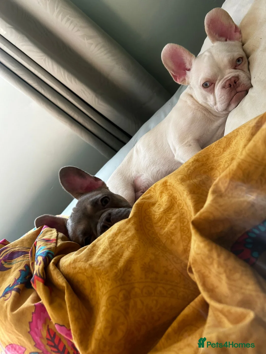 French Bulldog dogs for sale: White frenchie bulldog  - Advert 4