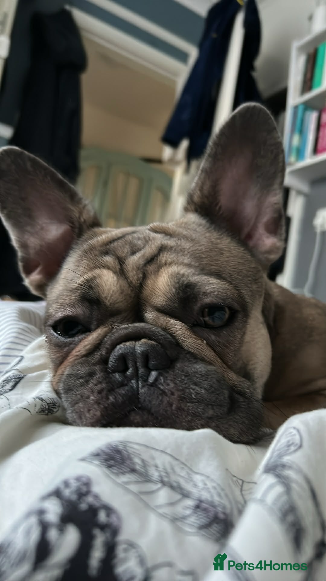 French Bulldog dogs for sale: 1 year old female blue fawn French bulldog  - Advert 1