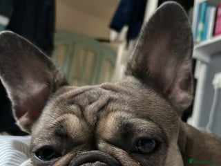 French Bulldog dogs 1 year old female blue fawn French bulldog - Advert 2