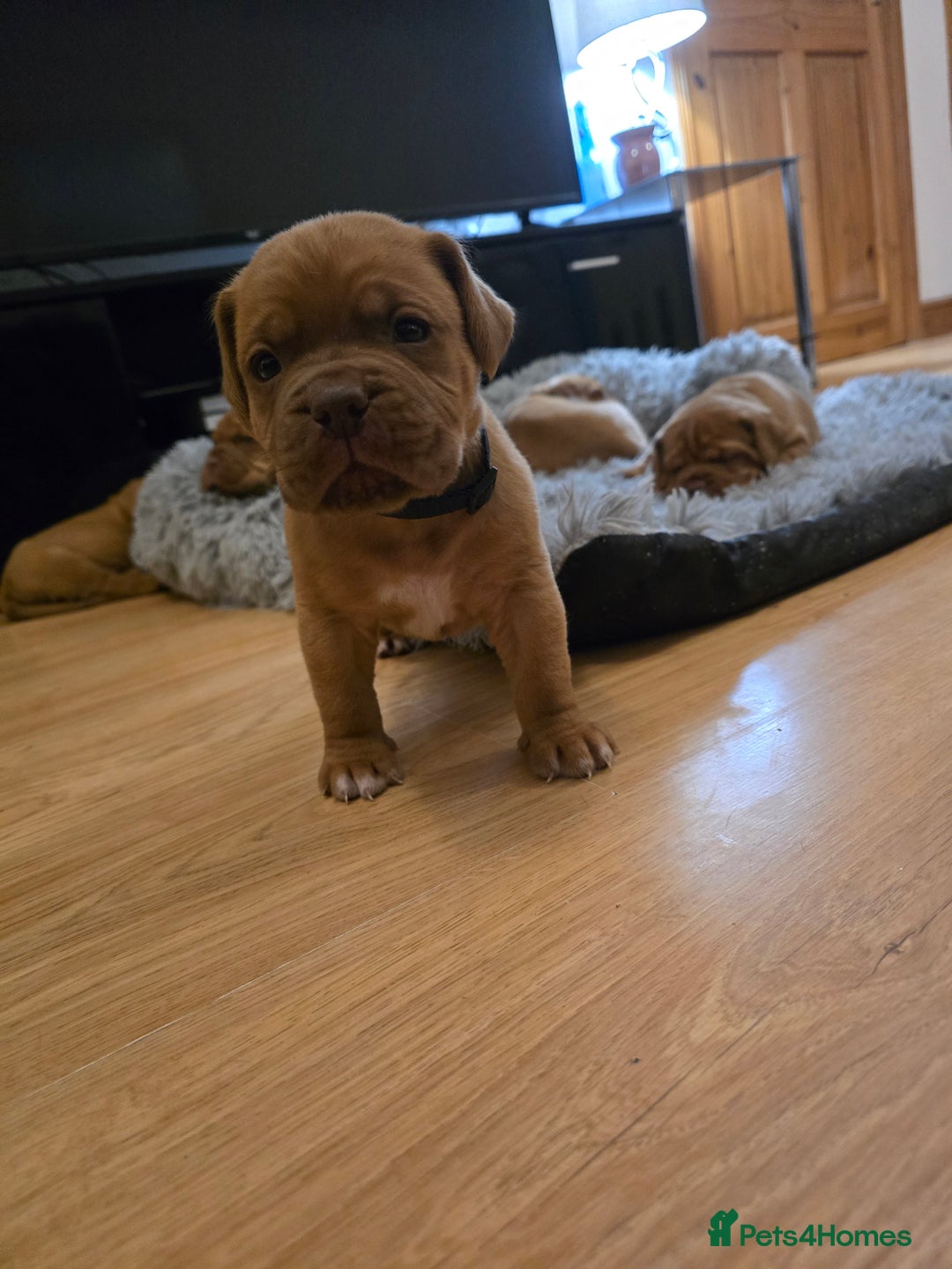 Dogue De Bordeaux dogs for sale: Dogue de bordeux puppies for sale! - Advert 7