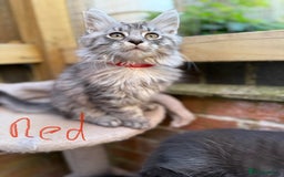 Maine Coon cats for sale: Maine Coon Kittens **READY TO LEAVE** - Image 31