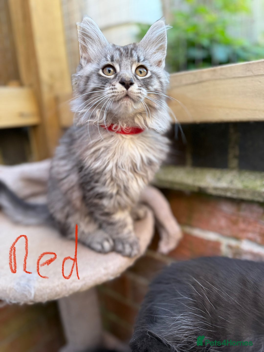 Maine Coon cats for sale: Maine Coon Kittens **READY TO LEAVE** - Image 31
