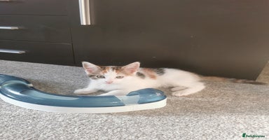 Mixed Breed cats - Advert 4