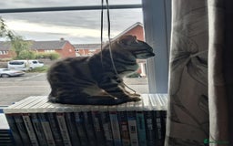 Bengal cats for sale: Frankie. Bengal X Moggy - Image 8