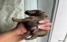 Mixed Breed dogs for sale: Jack Russel x Chow Chow Mix Puppies for Sale  - Image 7