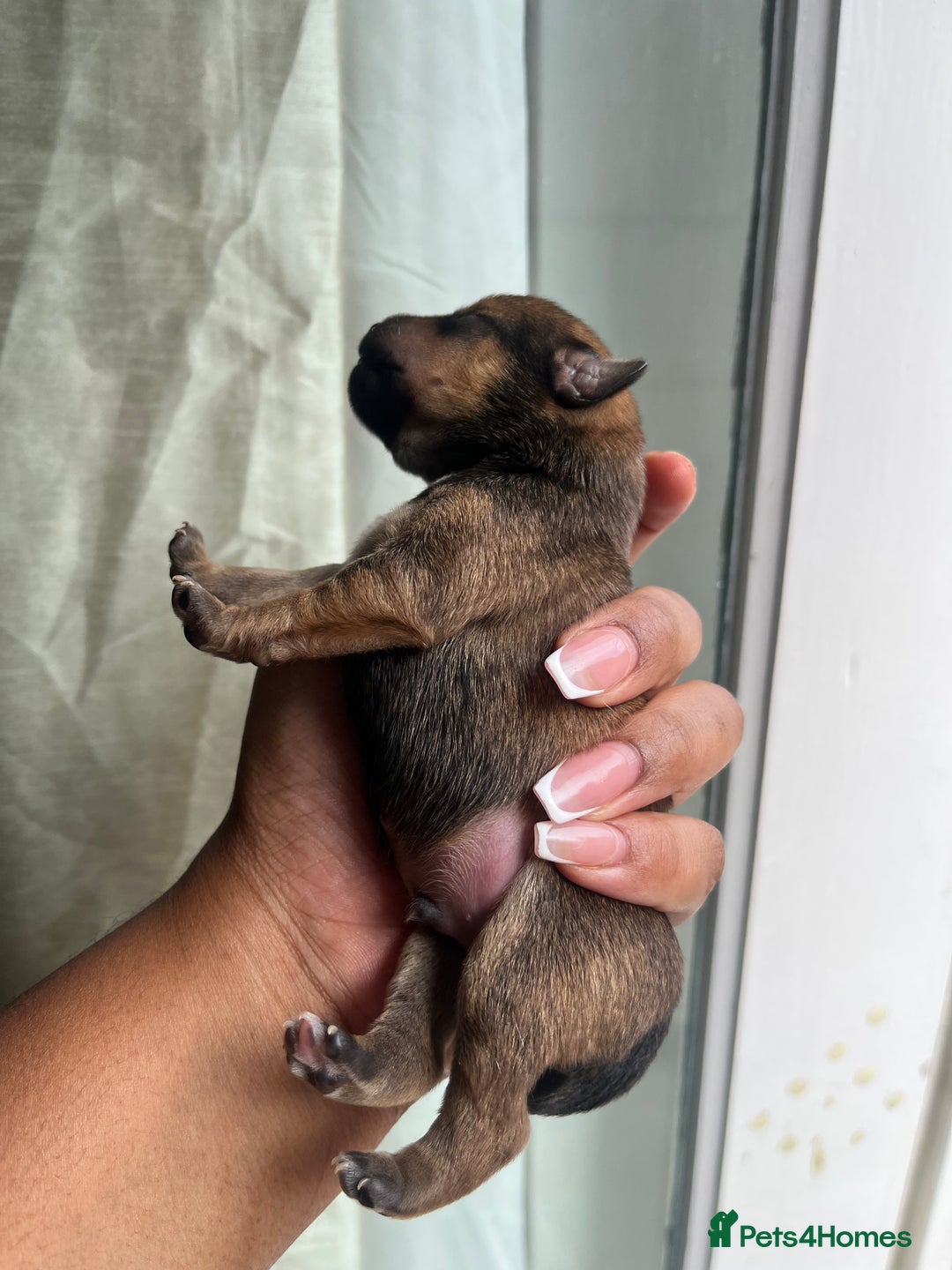 Mixed Breed dogs for sale: Jack Russel x Chow Chow Mix Puppies for Sale  - Image 7