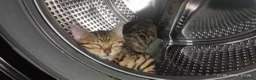 Bengal cats for sale: Stunning Bengal kittens for sale in Rugby - Advert 26