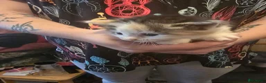 Pastel calico female