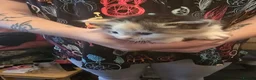 Maine Coon cats for sale: Maine coon Cross kitten - Advert 2