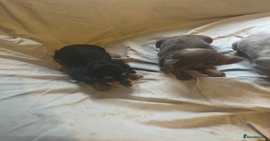 Dachshund dogs - Advert 5