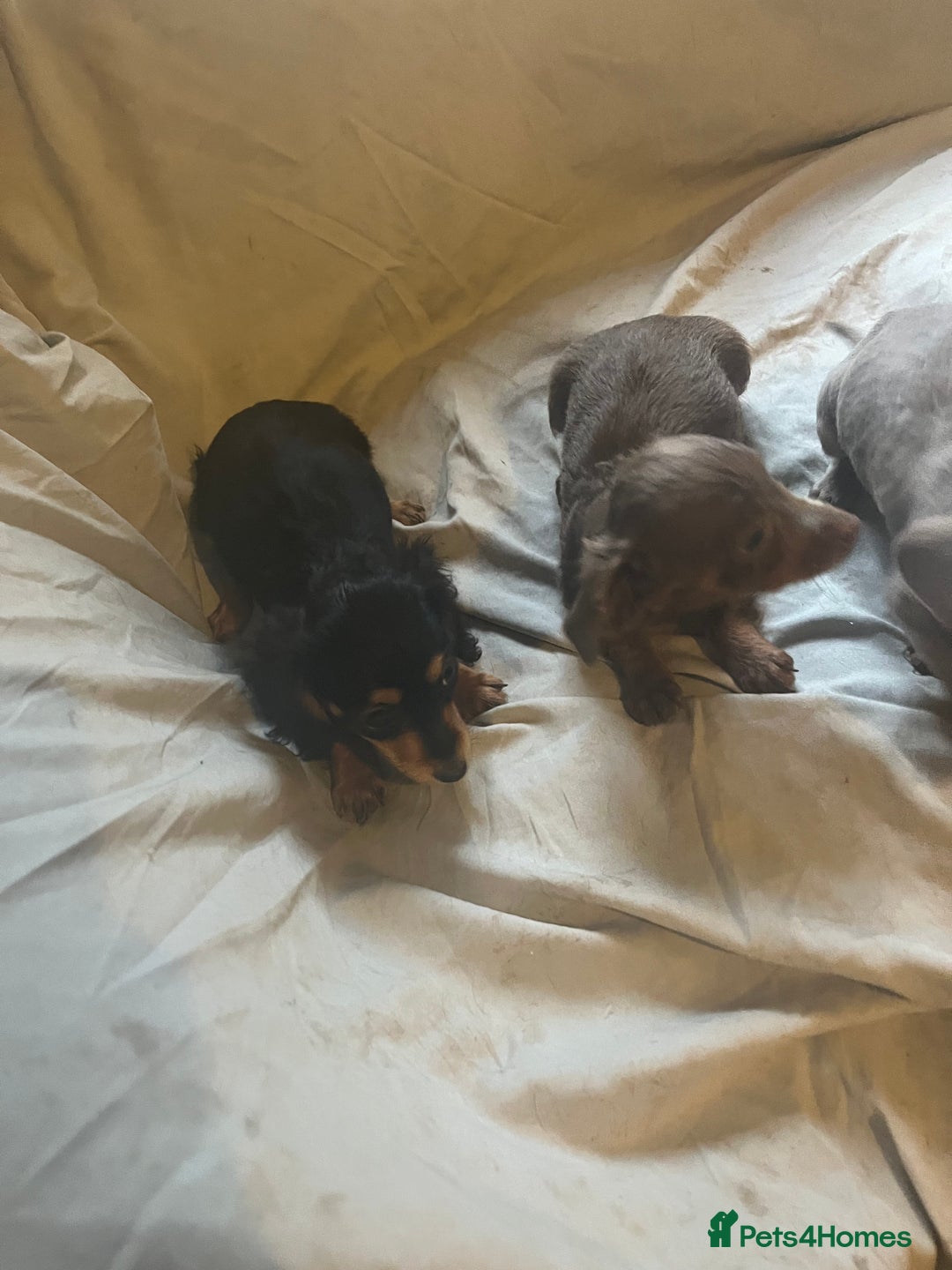 Dachshund dogs for sale: Beautiful dachshund puppies  - Image 2