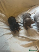 Dachshund dogs - Advert 5