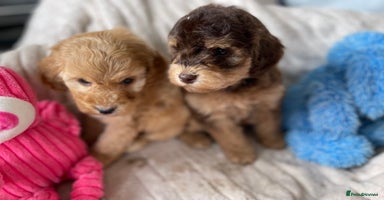Cockapoo dogs - Advert 11