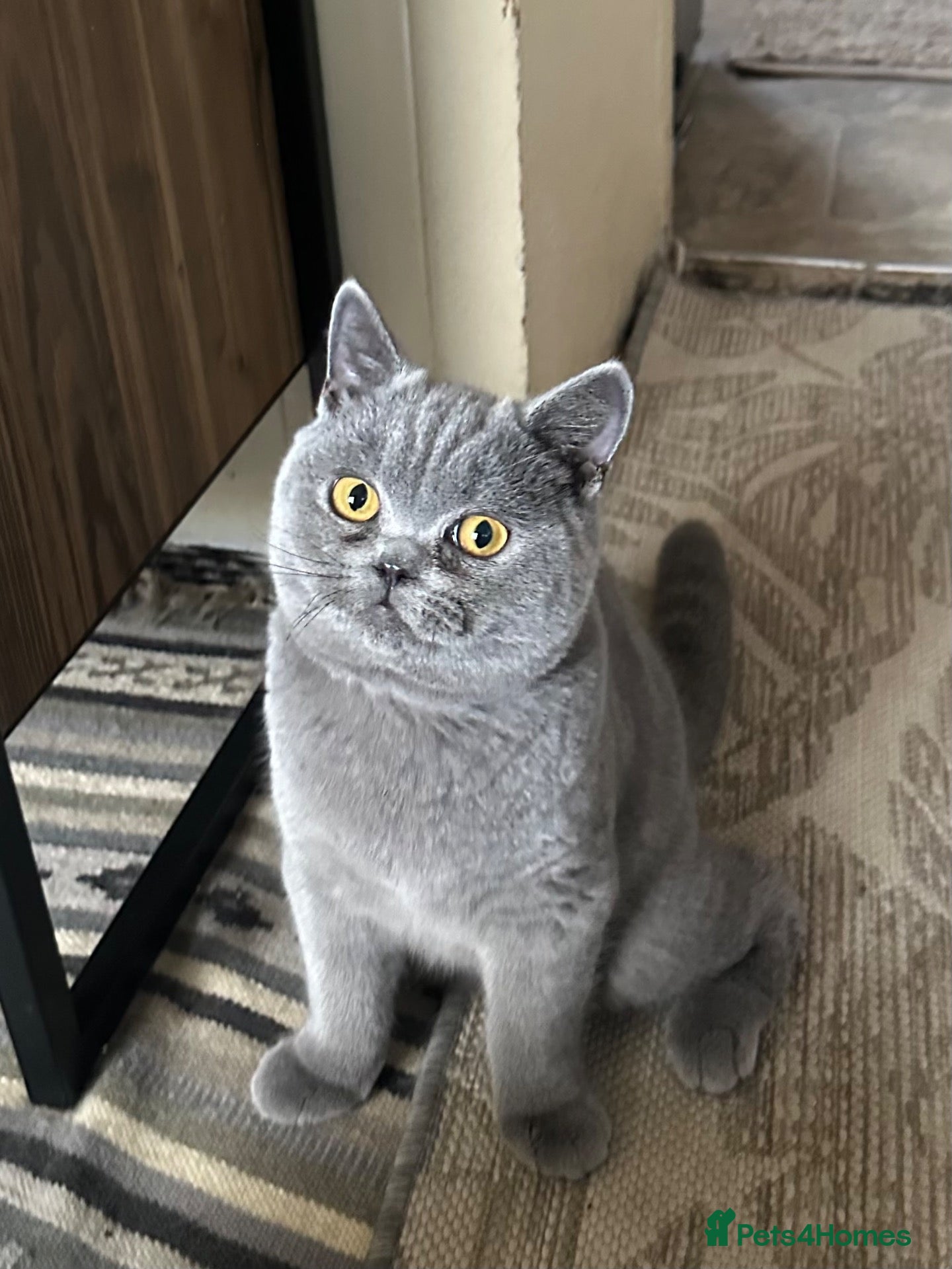 British Shorthair cats for sale: British Shorthair GCCF-registered Kittens  - Advert 1