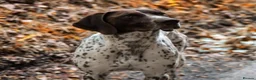 German Shorthaired Pointer dogs for sale: GSP Puppies in Aberdare - Advert 15